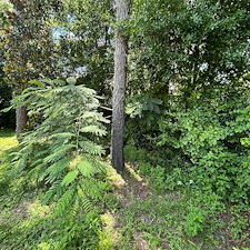 Reclaim-Your-Yard-Professional-Bush-Trimming-Removal 3